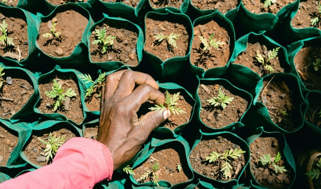 Two hands lowering a young memorial tree sapling into soil