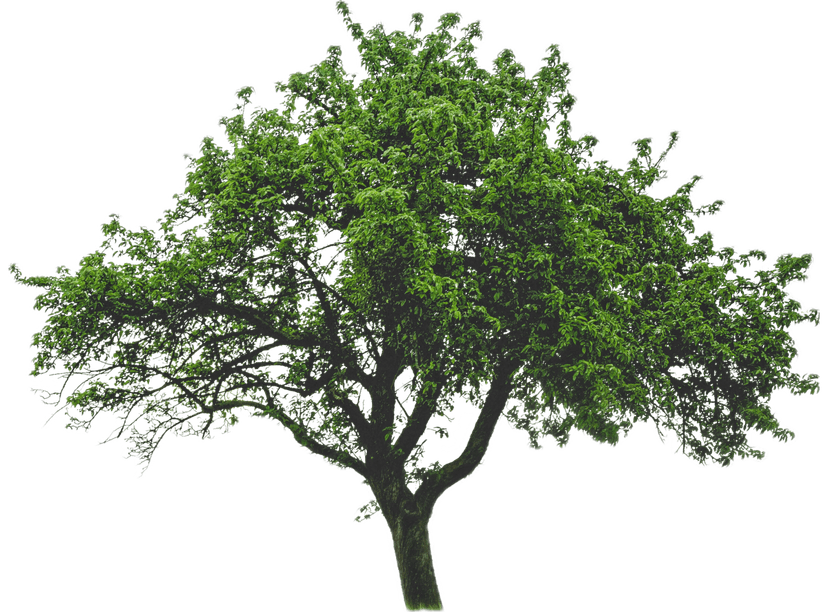 Memorial tree
