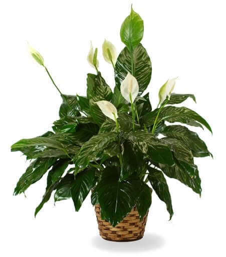 Potted green plant sent as a sympathy gift