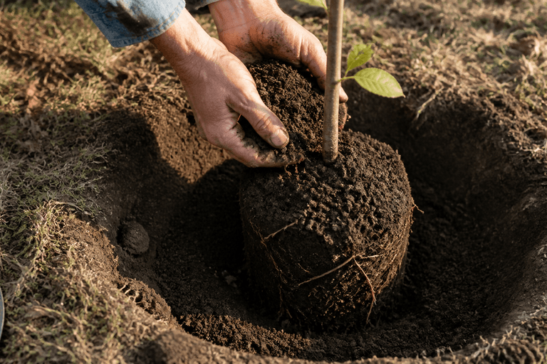 A pair of hands settling crumbly soil around the root ball of a newly planted sapling