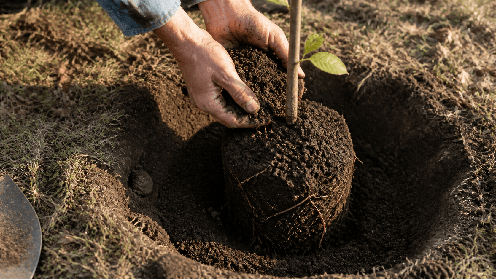 A pair of hands settling crumbly soil around the root ball of a newly planted sapling